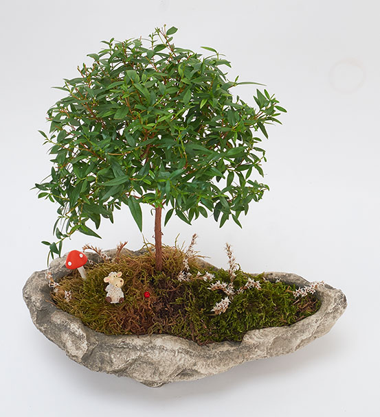 Taş Saksıda Myrtus Bonsai Bitkisi - Osevio.com